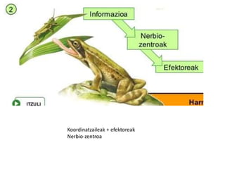 Koordinatzaileak + efektoreak
Nerbio-zentroa
 