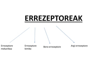 ERREZEPTOREAK
Errezeptore
mekanikoa
Errezeptore
kimiko
Bero-errezeptore Argi-errezeptore
 