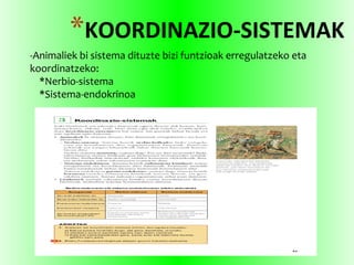 *KOORDINAZIO-SISTEMAK
-Animaliek bi sistema dituzte bizi funtzioak erregulatzeko eta
koordinatzeko:
*Nerbio-sistema
*Sistema-endokrinoa
 