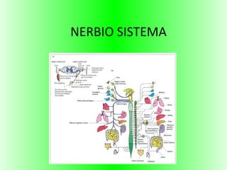 NERBIO SISTEMA
 