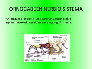 ORNOGABEEN NERBIO SISTEMA
●
Ornogabeek nerbio sistema bakunak dituzte. Bi dira
azpimarratzekoak: nerbio sareak eta gongoil sistema.
 