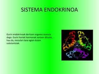 SISTEMA ENDOKRINOA
Gurin endokrinoak deritzen organoz osatuta
dago. Gurin horiek hormonak sortzen dituzte,
hau da, mezulari-lana egien duten
substantziak.
 