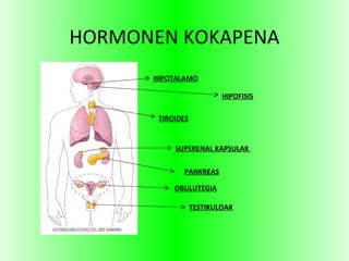 HORMONEN KOKAPENA
HIPOTALAMO
HIPOFISIS
TIROIDES
SUPERENAL KAPSULAK
PANKREAS
OBULUTEGIA
TESTIKULOAK
 