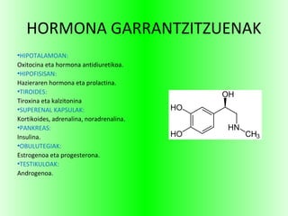 HORMONA GARRANTZITZUENAK
●
HIPOTALAMOAN:
Oxitocina eta hormona antidiuretikoa.
●
HIPOFISISAN:
Hazieraren hormona eta prolactina.
●
TIROIDES:
Tiroxina eta kalzitonina
●
SUPERENAL KAPSULAK:
Kortikoides, adrenalina, noradrenalina.
●
PANKREAS:
Insulina.
●
OBULUTEGIAK:
Estrogenoa eta progesterona.
●
TESTIKULOAK:
Androgenoa.
 