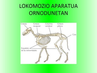LOKOMOZIO APARATUA
ORNODUNETAN
 