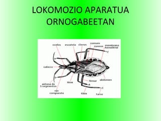 LOKOMOZIO APARATUA
ORNOGABEETAN
 