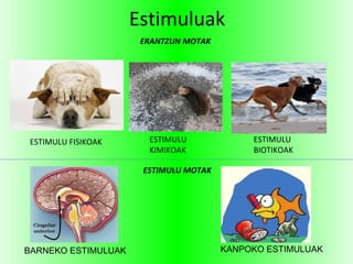 Estimuluak
ESTIMULU FISIKOAK ESTIMULU
KIMIKOAK
ESTIMULU
BIOTIKOAK
ERANTZUN MOTAK
ESTIMULU MOTAK
BARNEKO ESTIMULUAK KANPOKO ESTIMULUAK
 