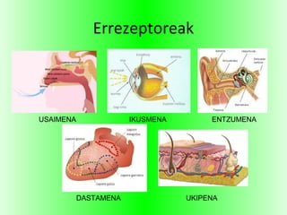Errezeptoreak
USAIMENA IKUSMENA ENTZUMENA
DASTAMENA UKIPENA
 