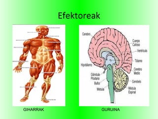 Efektoreak
GIHARRAK GURUINA
 