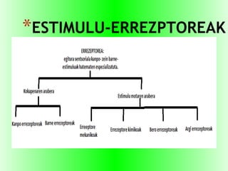 *ESTIMULU-ERREZPTOREAK
 
