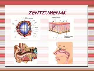 ZENTZUMENAK 
 