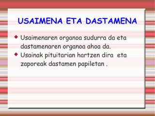 USAIMENA ETA DASTAMENA 
 Usaimenaren organoa sudurra da eta 
dastamenaren organoa ahoa da. 
 Usainak pituitarian hartzen dira eta 
zaporeak dastamen papiletan . 
 