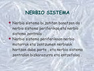 NERBIO SISTEMA 
 Nerbio sistema bi zatitan banatzen da : 
nerbio sistema periferikoa eta nerbio 
sistema zentrala . 
 Nerbio sistema periferikoan nerbio 
motorrak eta zentzumen nerbioak 
hartzen dabe parte , eta nerbio sistema 
zentralan bizkarazurra eta entzefaloa . 
 