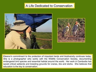 A Life Dedicated to Conservation Eleanor’s commitment to the protection of important lands and biodiversity continues today. She is a photographer who works with the Wildlife Conservation Society, documenting endangered bird species and essential habitat around the world.  Her work in Cambodia has saved critical wetlands and breeding grounds for cranes, ibis and storks.  She believes that education is the key to conservation. 
