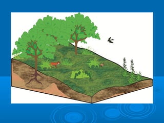Harri sedimentarioak