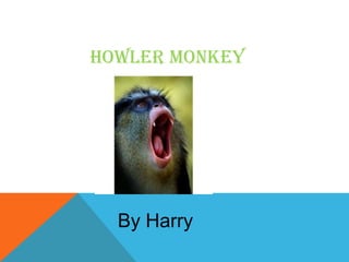 Howler monkey
By Harry
 