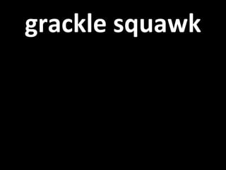grackle squawk 