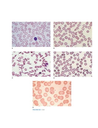 Harrison study questions.pdf