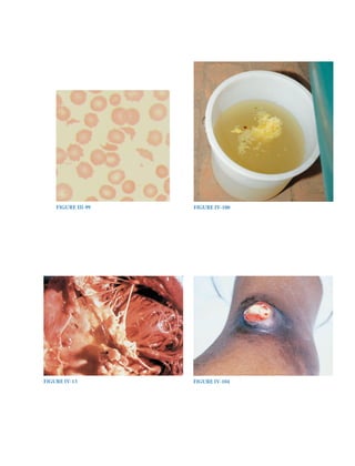 Harrison study questions.pdf