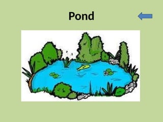 Pond
 
