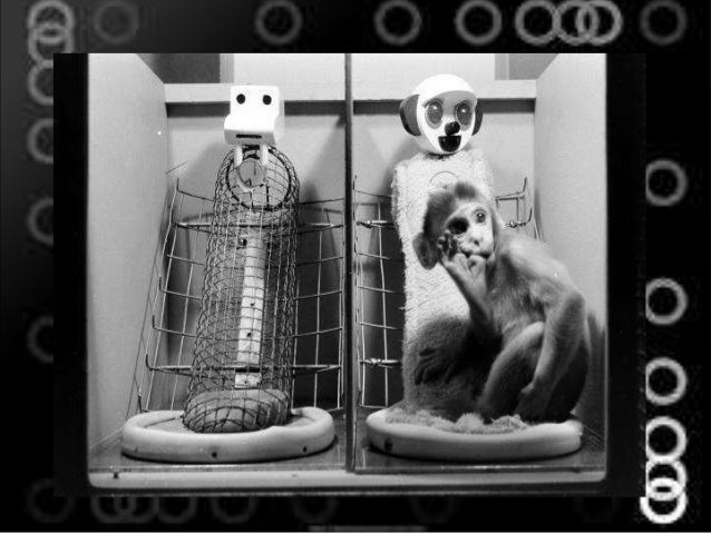 harlow s monkeys