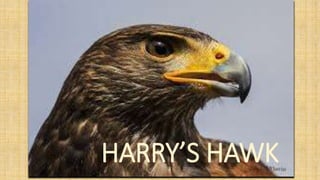 HARRY’S HAWK
 