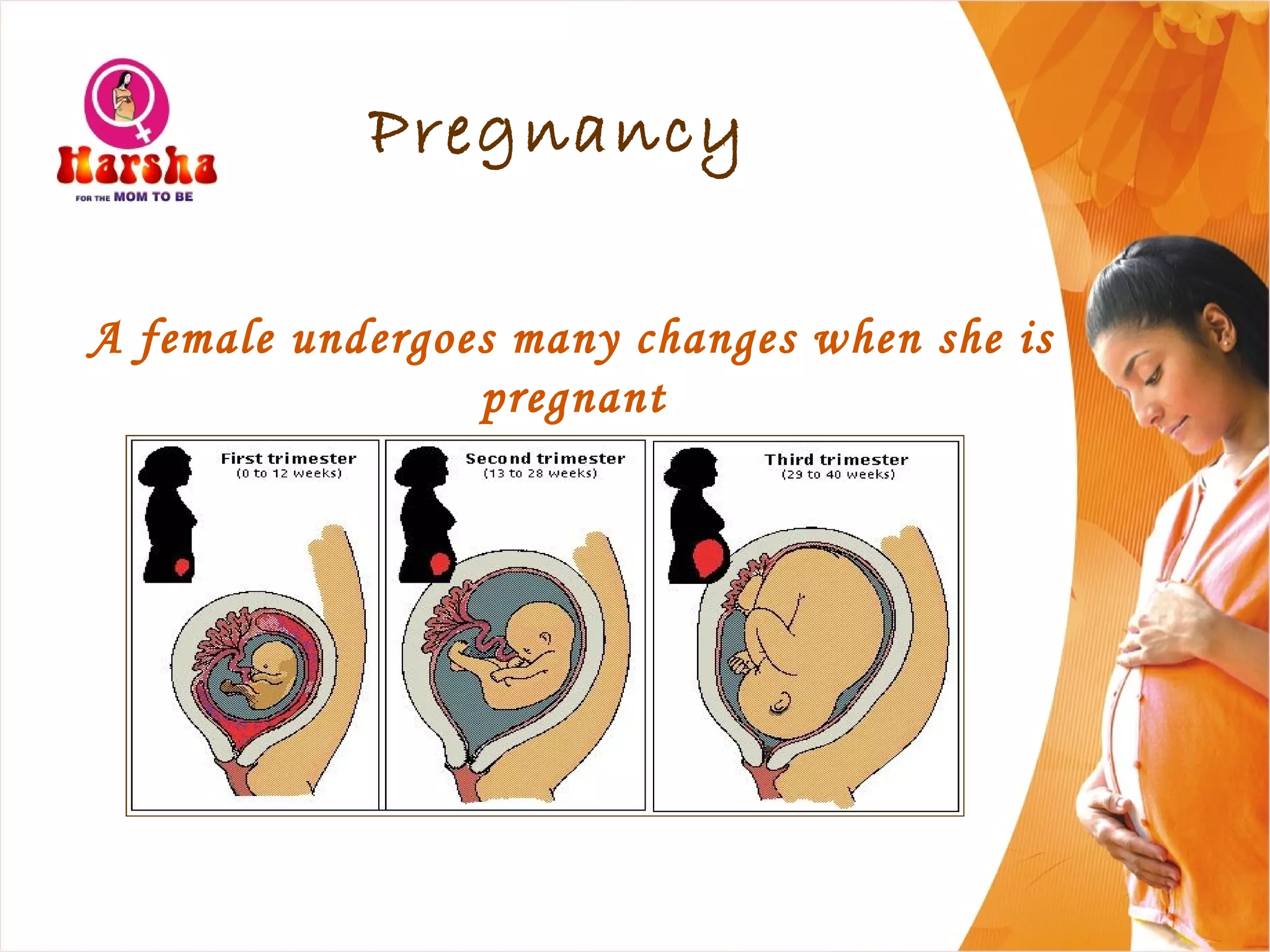Pregnancy
A female undergoes many changes when she is
pregnant
 