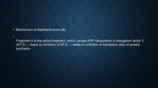 • Mechanism of diphtheria toxin (dt)
•
Fragment A is the active fragment, which causes ADP ribosylation of elongation factor 2
(EF-2) → leads to inhibition of EF-2 → leads to inhibition of translation step of protein
synthesis
 