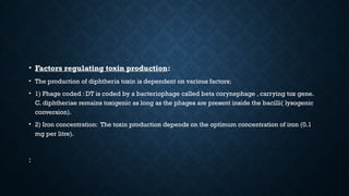 • Factors regulating toxin production:
• The production of diphtheria toxin is dependent on various factors;
• 1) Phage coded : DT is coded by a bacteriophage called beta corynephage , carrying tox gene.
C. diphtheriae remains toxigenic as long as the phages are present inside the bacilli( lysogenic
conversion).
• 2) Iron concentration: The toxin production depends on the optimum concentration of iron (0.1
mg per litre).
:
 