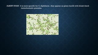ALBERT STAIN: It is more specific for C. diphtheria , they appear as green bacilli with bluish black
metachromatic granules.
 