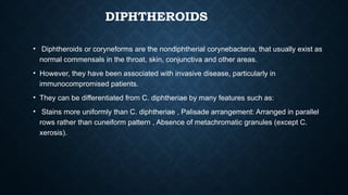 DIPHTHEROIDS
• Diphtheroids or coryneforms are the nondiphtherial corynebacteria, that usually exist as
normal commensals in the throat, skin, conjunctiva and other areas.
• However, they have been associated with invasive disease, particularly in
immunocompromised patients.
• They can be differentiated from C. diphtheriae by many features such as:
• Stains more uniformly than C. diphtheriae , Palisade arrangement: Arranged in parallel
rows rather than cuneiform pattern , Absence of metachromatic granules (except C.
xerosis).
 