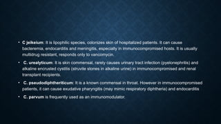 • C jeikeium: It is lipophilic species, colonizes skin of hospitalized patients. It can cause
bacteremia, endocarditis and meningitis, especially in immunocompromised hosts. It is usually
multidrug resistant, responds only to vancomycin.
• C. urealyticum: It is skin commensal, rarely causes urinary tract infection (pyelonephritis) and
alkaline encrusted cystitis (struvite stones in alkaline urine) in immunocompromised and renal
transplant recipients.
• C. pseudodiphtheriticum: It is a known commensal in throat. However in immunocompromised
patients, it can cause exudative pharyngitis (may mimic respiratory diphtheria) and endocarditis
• C. parvum is frequently used as an immunomodulator.
 