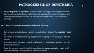 PATHOGENESIS OF DIPHTHERIA
▶ The pathogenesis of diphtheria involves several key stages, including the entry of
Corynebacterium diphtheriae into the body, the production of diphtheria toxin, and
the resulting damage to tissues. Here's a detailed breakdown of how diphtheria
develops:
▶ 1. Entry of Corynebacterium diphtheriae into the Body:
• Corynebacterium diphtheriae typically enters the body through the respiratory tract
via
inhalation of infected respiratory droplets from coughing or sneezing by an infected
person.
• The bacteria can also enter through broken skin in cases of skin diphtheria, though
this is less common.
• Once the bacteria enter the body, they colonize the upper respiratory tract, which
includes the nose, throat (pharynx), tonsils, and larynx.
3
 