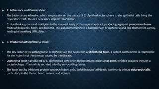 ▶ 2. Adherence and Colonization:
• The bacteria use adhesins, which are proteins on the surface of C. diphtheriae, to adhere to the epithelial cells lining the
respiratory tract. This is a necessary step for colonization.
• C. diphtheriae grows and multiplies in the mucosal lining of the respiratory tract, producing a grayish pseudomembrane
made of dead cells, fibrin, and bacteria. This pseudomembrane is a hallmark sign of diphtheria and can obstruct the airway,
leading to breathing difficulties.
▶ 3. Production of Diphtheria Toxin:
• The key factor in the pathogenesis of diphtheria is the production of diphtheria toxin, a potent exotoxin that is responsible
for the majority of the damage caused by the disease.
• Diphtheria toxin is produced by C. diphtheriae only when the bacterium carries a tox gene, which it acquires through a
bacteriophage . The toxin is secreted into the surrounding tissues.
• The toxin acts by inhibiting protein synthesis in host cells, which leads to cell death. It primarily affects eukaryotic cells,
particularly in the throat, heart, nerves, and kidneys.
 
