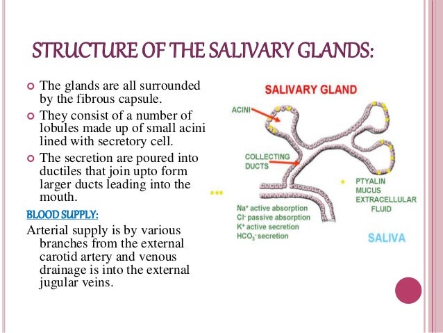 Anatomy and physiology of GI system and Diagnostic techniques