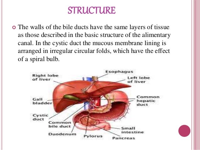Anatomy and physiology of GI system and Diagnostic techniques