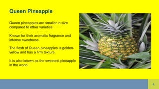4
Queen Pineapple
Queen pineapples are smaller in size
compared to other varieties.
Known for their aromatic fragrance and
intense sweetness.
The flesh of Queen pineapples is golden-
yellow and has a firm texture.
It is also known as the sweetest pineapple
in the world.
 