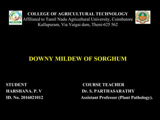 STUDENT COURSE TEACHER
HARSHANA. P. V Dr. S. PARTHASARATHY
ID. No. 2016021012 Assistant Professor (Plant Pathology).
COLLEGE OF AGRICULTURAL TECHNOLOGY
Affiliated to Tamil Nadu Agricultural University, Coimbatore
Kullapuram, Via Vaigai dam, Theni-625 562
DOWNY MILDEW OF SORGHUM
 