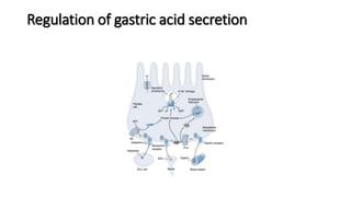 Regulation of gastric acid secretion
 