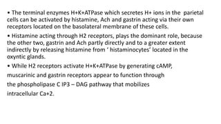 • The terminal enzymes H+K+ATPase which secretes H+ ions in the parietal
cells can be activated by histamine, Ach and gastrin acting via their own
receptors located on the basolateral membrane of these cells.
• Histamine acting through H2 receptors, plays the dominant role, because
the other two, gastrin and Ach partly directly and to a greater extent
indirectly by releasing histamine from ‘ histaminocytes’ located in the
oxyntic glands.
• While H2 receptors activate H+K+ATPase by generating cAMP,
muscarinic and gastrin receptors appear to function through
the phospholipase C IP3 – DAG pathway that mobilizes
intracellular Ca+2.
 