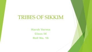 TRIBES OF SIKKIM
Harsh Verma
Class IX
Roll No. 16
 
