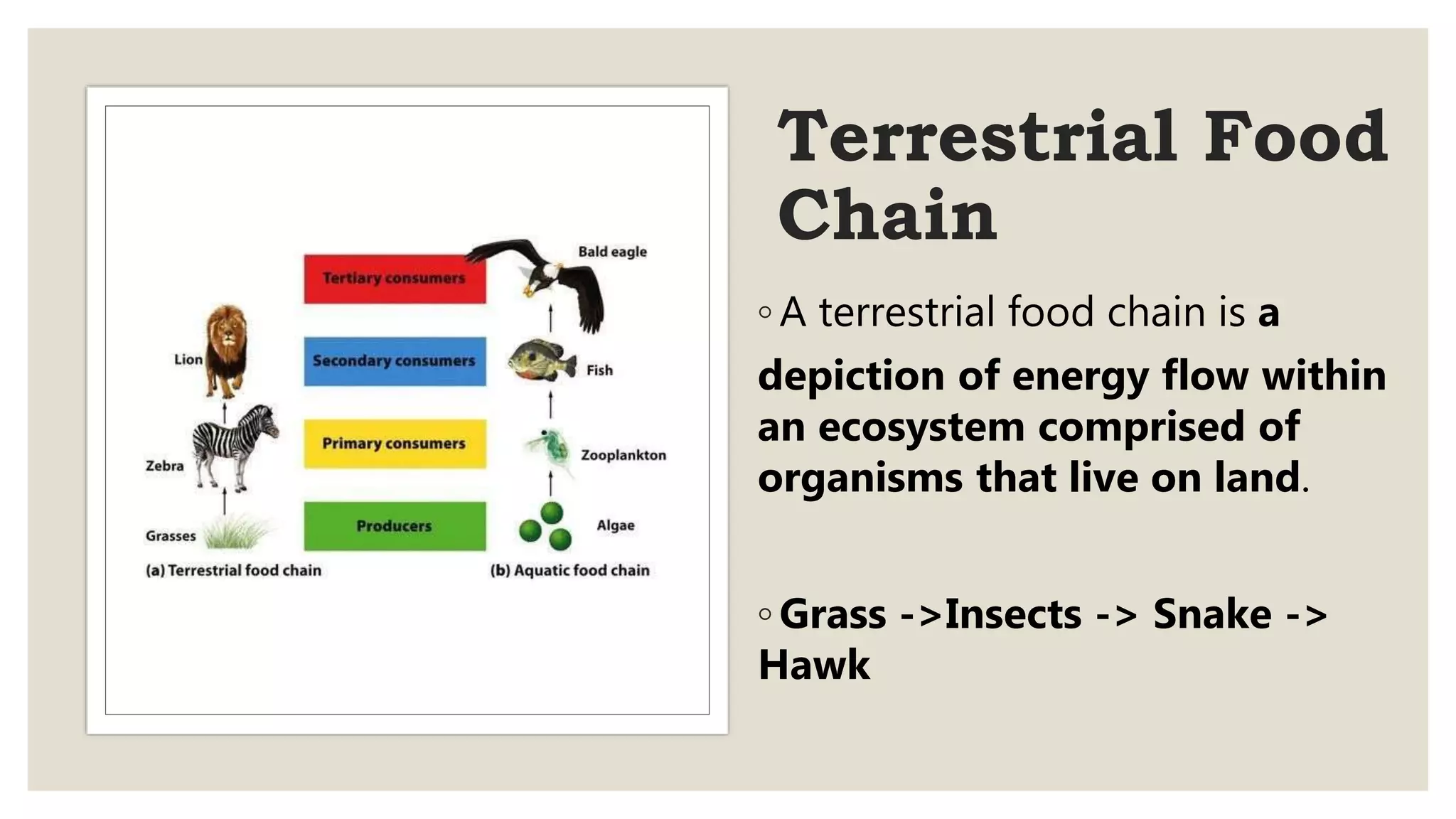 Food Chain And Food Web | PPTX