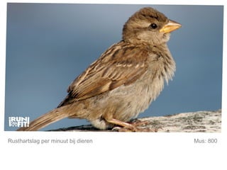 Mijn lijfstijl is mijn keuze. Rusthartslag per minuut bij dieren Mus: 800  