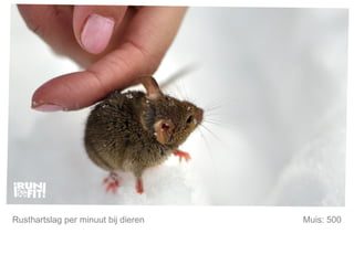 Mijn lijfstijl is mijn keuze. Rusthartslag per minuut bij dieren Muis: 500 