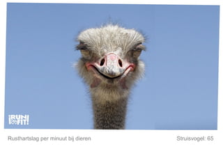 Mijn lijfstijl is mijn keuze. Rusthartslag per minuut bij dieren Struisvogel: 65  