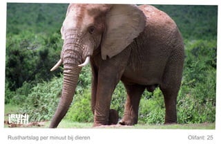 Mijn lijfstijl is mijn keuze. Rusthartslag per minuut bij dieren Olifant: 25 