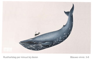 Mijn lijfstijl is mijn keuze. Rusthartslag per minuut bij dieren Blauwe vinvis: 3-8  