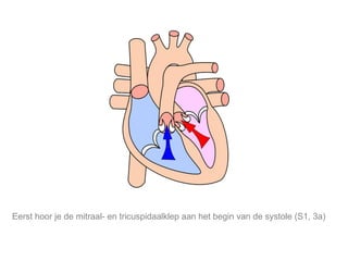 Mijn lijfstijl is mijn keuze. Eerst hoor je de mitraal- en tricuspidaalklep aan het begin van de systole (S1, 3a) 