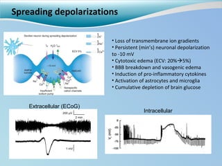 Spreading depolarizations Loss of transmembrane ion gradients Persistent (min’s) neuronal depolarization to -10 mV Cytotoxic edema (ECV: 20%  5%) BBB breakdown and vasogenic edema Induction of pro-inflammatory cytokines Activation of astrocytes and microglia Cumulative depletion of brain glucose Intracellular Extracellular (ECoG) 