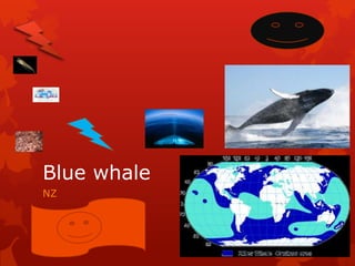 Blue whale
NZ
 